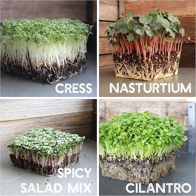 12 Variety Pack Microgreens Seeds Kit - Broccoli Seeds for Sprouting Plus Purple Radish Seeds, Beet, Sunflower Microgreens Seeds, Peas, Shiso, Cilantro, Beet, Pak Choi, Korean Shiso, Cress & More