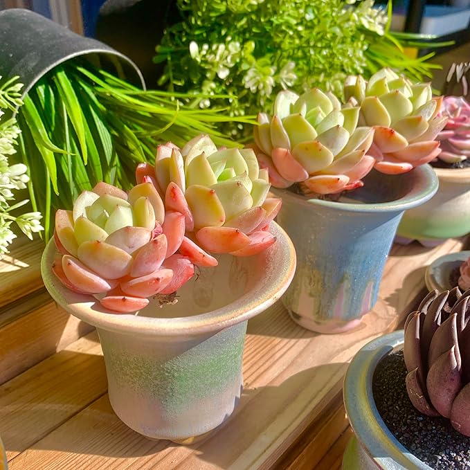 FWPP Live Succulents Plants Echeveria Love Song 2 Heads 3 inches,Rare Succulents Bare Root Without Pot Soil, Live Plants Indoor Office Decoration Wedding and Gift