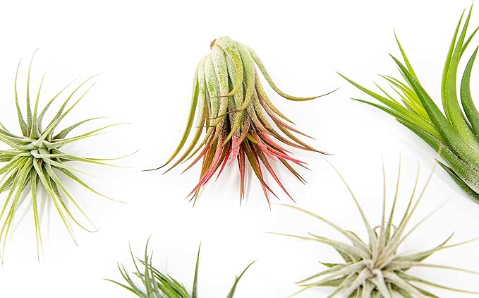 25 Pack Air Plants Assorted Tillandsia Ionantha - Live Succulent House Plants - Available in Wholesale and Bulk - Home and Garden Decor - Easy Care Indoor and Outdoor Plants