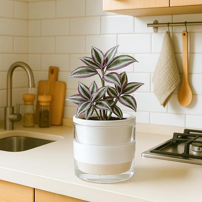 D'vine Dev 6 Inch Design Self Watering Planter for Indoor Plants, White Terracotta Pots with Cylinder Glass Cup, 37-X-B-2