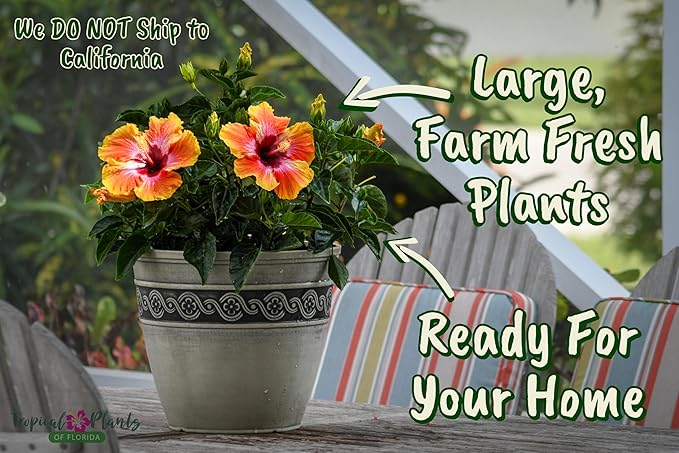 Hibiscus Bush - Fiesta Flower - Tropical Plants of Florida - Overall Height 22" to 26" (Plant Only)