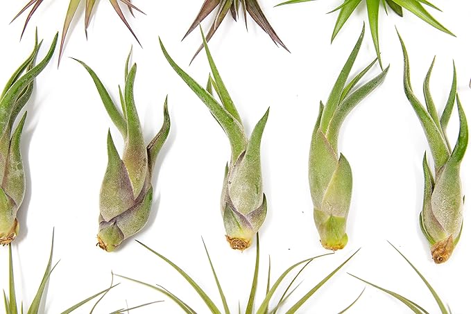 25 Pack of Classic Air Plants Variety - Live Succulent House Plants - Available in Wholesale and Bulk - Home and Garden Decor - Easy Care Indoor/Outdoor Air Plant