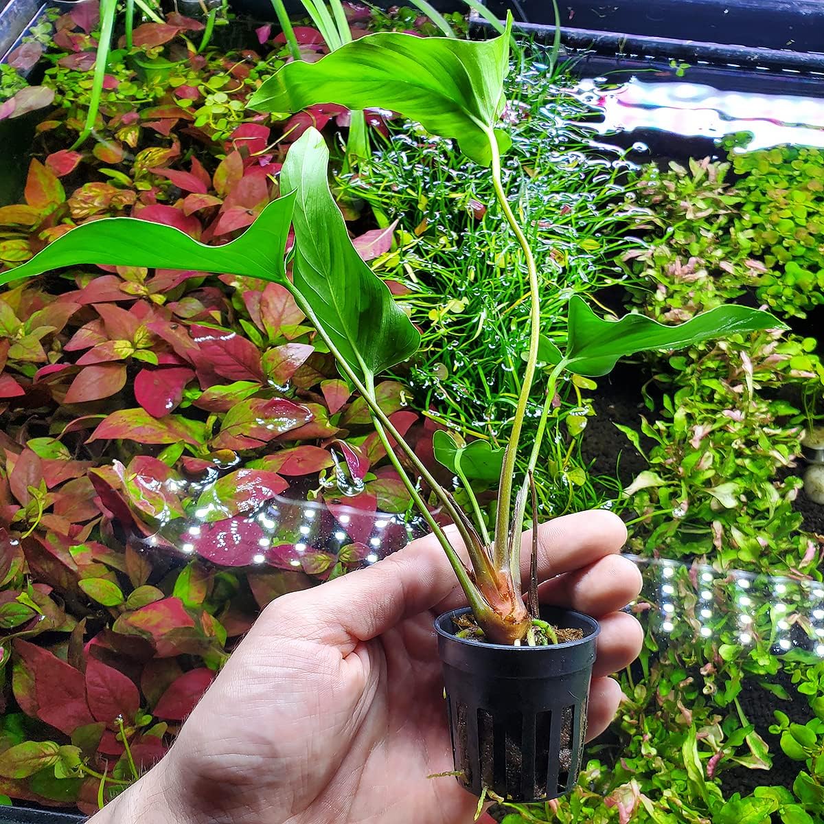 Anubias Live Aquarium Plants - Potted Freshwater Plant for Fish Tanks, Terrariums - Beginner Friendly Low Light (Hastifolia, 1 Pot)