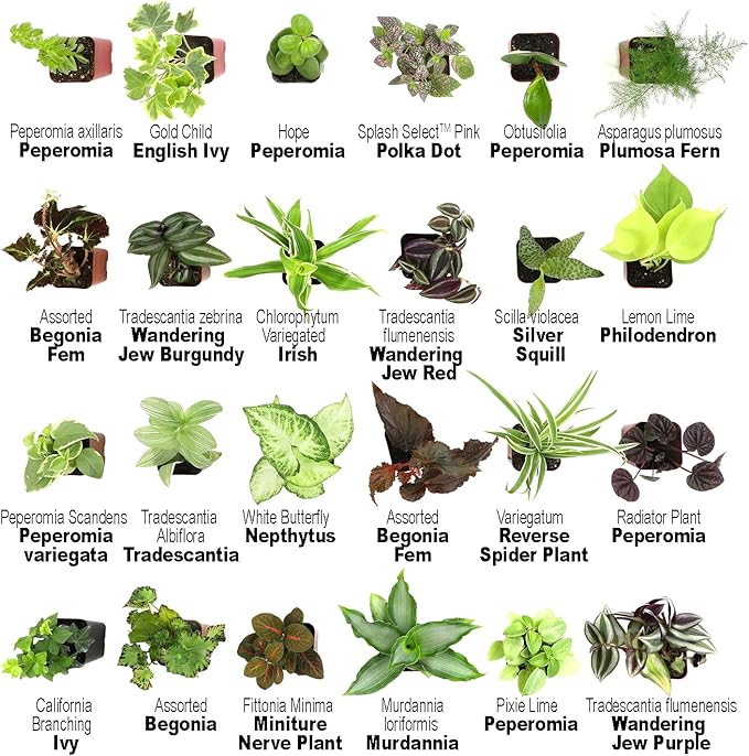 Altman Plants Live Houseplants (12PK), Indoor Plants for Delivery Prime, Live Plants and Gardening Gifts for Plant Lovers, Planters for Indoor Plants with Potting Soil, Live House Plants Indoors Live