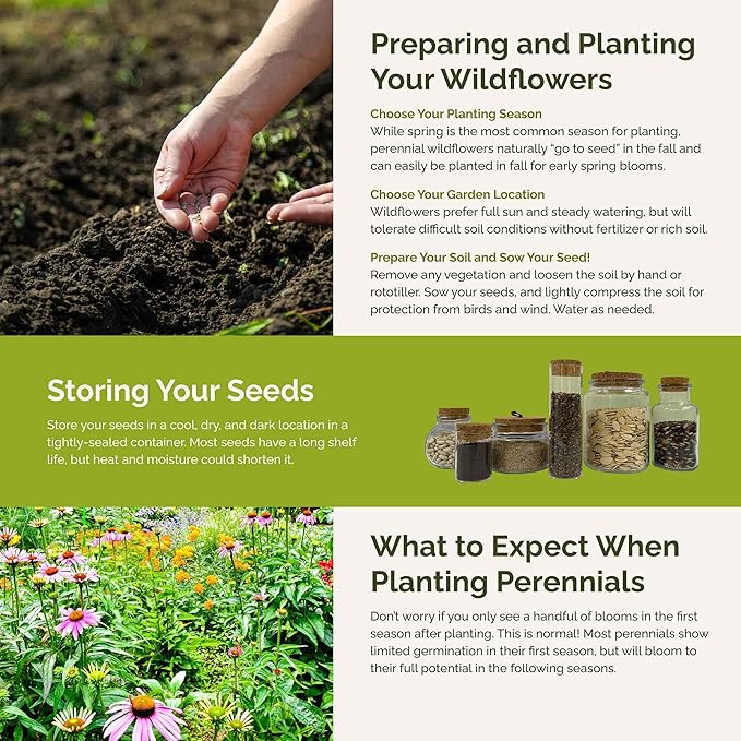 Eden Brothers All Perennial Wildflower Mixed Seeds for Planting, 1/4 lb, 120,000+ Seeds with Lupine, Shasta Daisy | Attracts Pollinators, Plant in Spring or Fall, Zones 3, 4, 5, 6, 7, 8, 9, 10