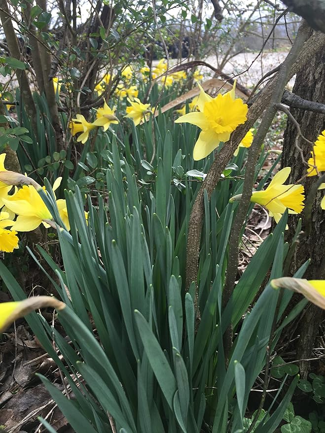 Dutch Master Daffodils (25 Bulbs) - Yellow Daffodil Narcissus Bulbs