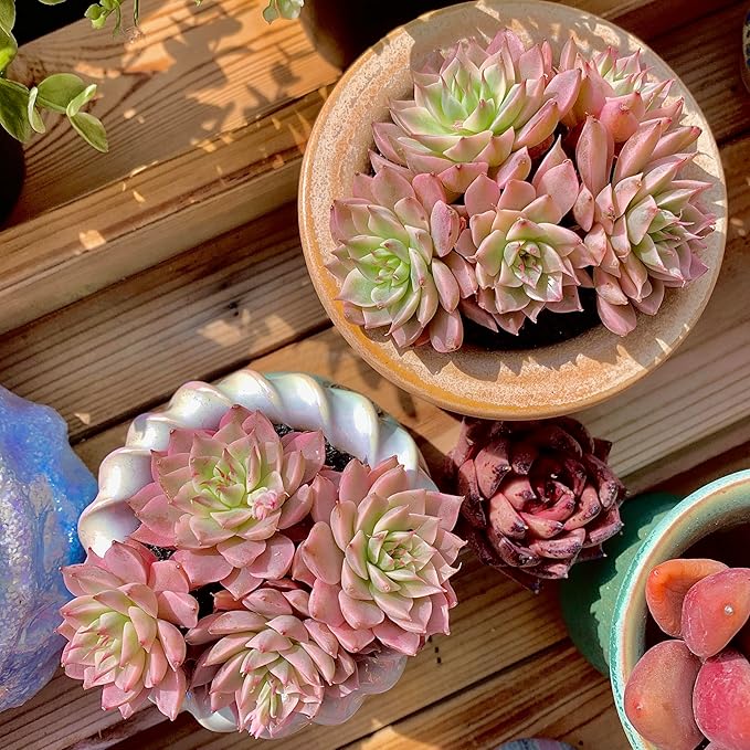 FWPP Succulents Live Echeveria Margaret,Pink Multi Headed Clustered Rare Plants,Bare Root Without Pot Soil,Indoor Live Succulent Plants are Suitable as Gifts and Decorations