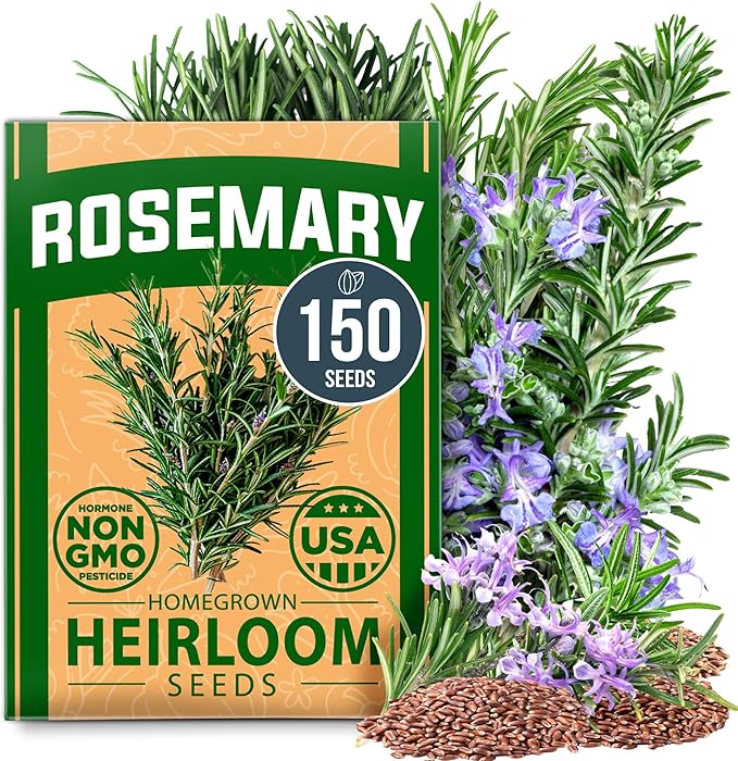 HOME GROWN 𝗨𝗦𝗔 𝗣𝗥𝗘𝗠𝗜𝗨𝗠 Rosemary Seeds Pack - 150 High Germinating 𝗡𝗢𝗡-𝗚𝗠𝗢 Heirloom Herb Seeds for Planting in Indoor or Outdoor Herb Gardens (Salvia rosmarinus)