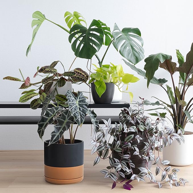 D'vine Dev 10 Inch, Ceramic Planter Pot with Drainage Hole and Saucer, Indoor Cylinder Round Planter Pot, Black/Speckled Tan, 94-O-E-7