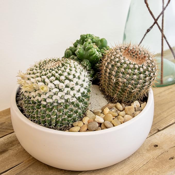 Altman Plants, Assorted Cactus Plants Live Plants (3PK), Cactus Plant Live Succulents Plants Live Cactus Decor, Indoor Plants Live House Plants in Cactus Soil, Live Cacti Plants Live Succulent Plants