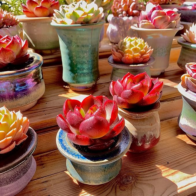FWPP Live Succulents Plants Echeveria Red Lantern 2.5 inches,Rare red Succulents Bare Root Without Pot Soil, Live Plants Indoor Office Decoration Wedding and Gift