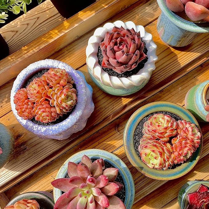 FWPP Suculentas Plant Live Echeveria Hani,Real Succulents Plants Live Red 3 inches Mini Succulents,Bare Root Without Pot Soil,Rare Succulent Plants Live Office Decoration Wedding and Gift