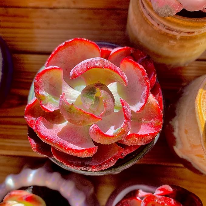 FWPP Cotyledon orbiculata ‘Variegated Heart of Moon’Live Succulent Plant in 2 Inch Pot, Red-Edged Variegated Leaves, Fully Rooted Easy Care Houseplant, Great Gift for Plant Lovers & Indoor Decor