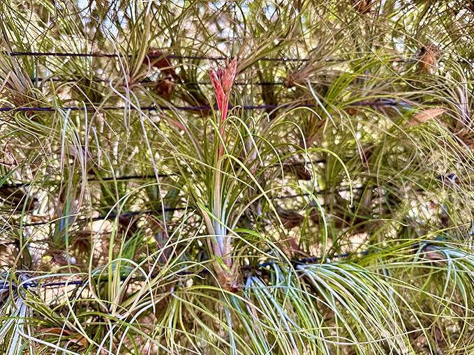 Air Plants - Tillandsia Juncea, Jumbo 8-12" - 1ct - Live Arrival Guaranteed - House Plants for Home Decor & Gift